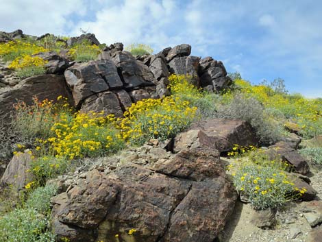 Goldenhills [Brittlebush] (Encelia farinosa)