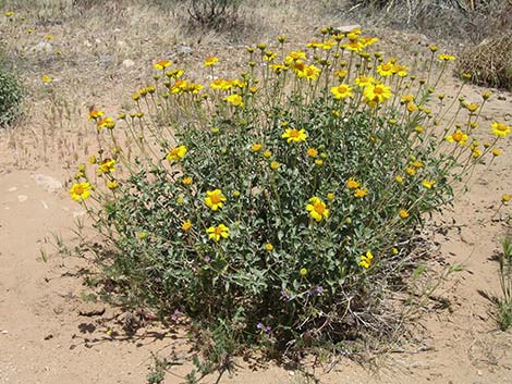 Virgin River Brittlebush (Encelia virginensis)