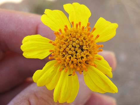 Virgin River Brittlebush (Encelia virginensis)