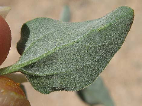 Virgin River Brittlebush (Encelia virginensis)