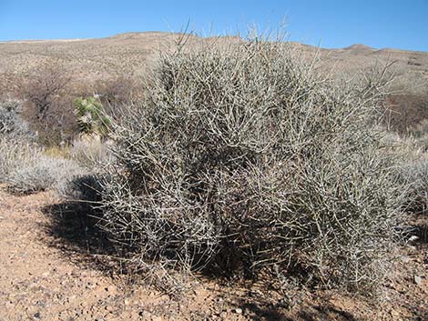 Nevada Jointfir (Ephedra nevadensis)