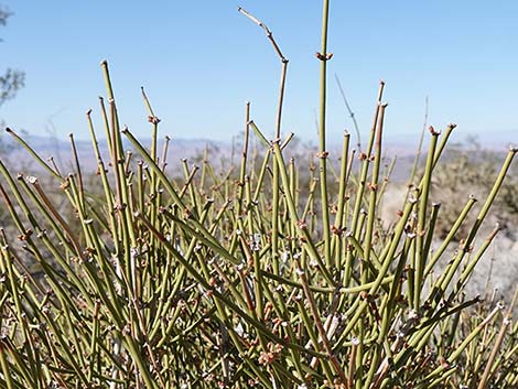 Nevada Jointfir (Ephedra nevadensis)