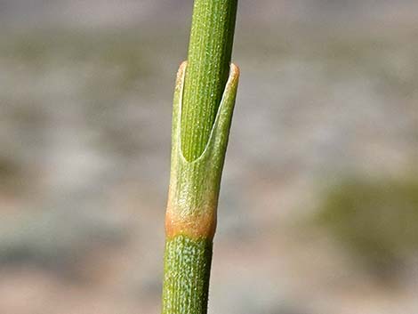 Nevada Jointfir (Ephedra nevadensis)