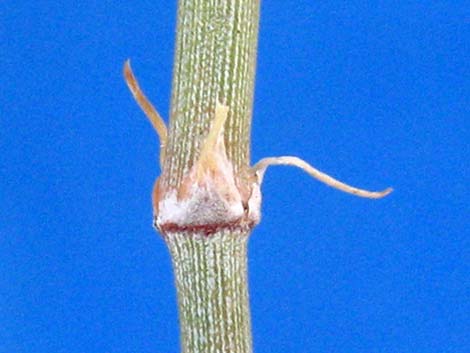 Torrey's Jointfir (Ephedra torreyana)