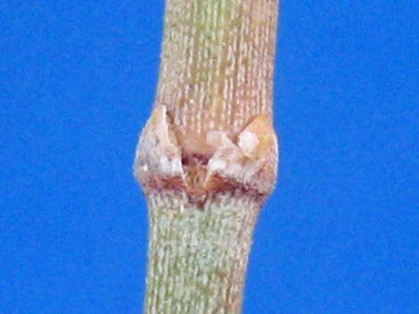 Torrey's Jointfir (Ephedra torreyana)