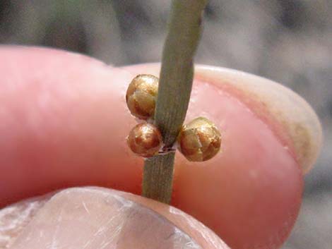 Torrey's Jointfir (Ephedra torreyana)