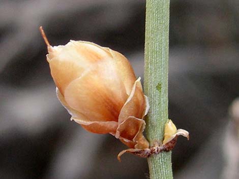 Torrey's Jointfir (Ephedra torreyana)