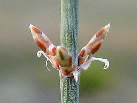 Torrey's Jointfir (Ephedra torreyana)