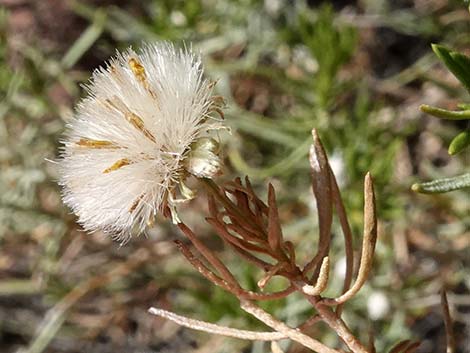 Turpentine Bush (Ericameria laricifolia)