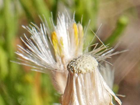 Narrowleaf Goldenbush (Ericameria linearifolia)