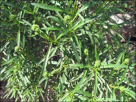 Narrow-leaved Yerba Santa (Eriodictyon angustifolium)