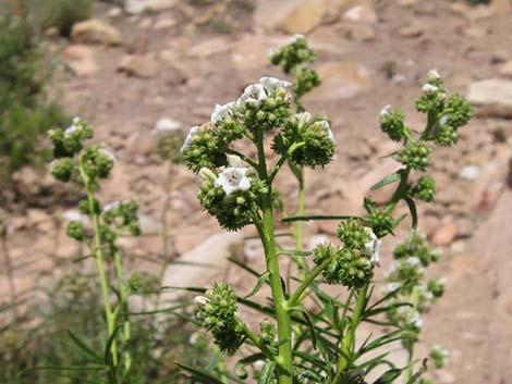 Narrow-leaved Yerba Santa (Eriodictyon angustifolium)