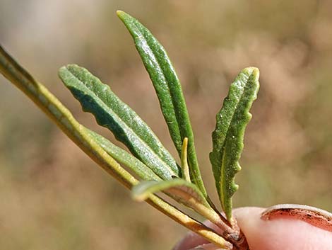 Narrow-leaved Yerba Santa (Eriodictyon angustifolium)