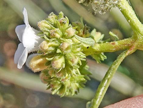 Narrow-leaved Yerba Santa (Eriodictyon angustifolium)