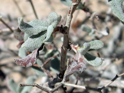 Las Vegas Buckwheat (Eriogonum corymbosum)