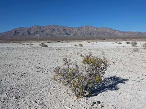 Aliente Loop Trail