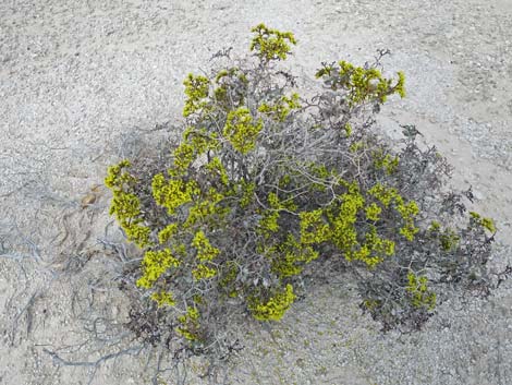 Las Vegas Buckwheat (Eriogonum corymbosum)