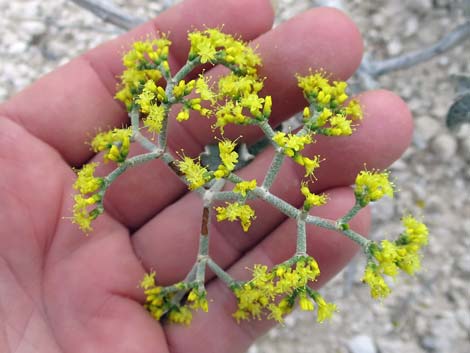 Las Vegas Buckwheat (Eriogonum corymbosum)