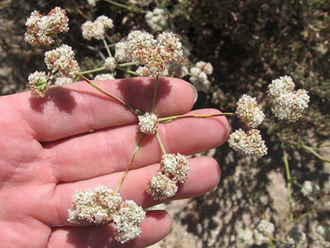 Eastern Mojave Buckwheat (Eriogonum fasciculatum var polifolium)