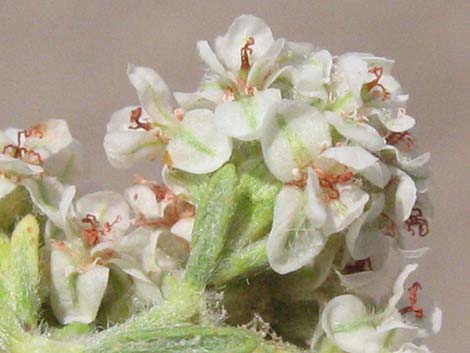 Eastern Mojave Buckwheat (Eriogonum fasciculatum var polifolium)