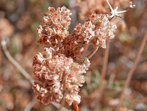 Eastern Mojave Buckwheat (Eriogonum fasciculatum var polifolium)