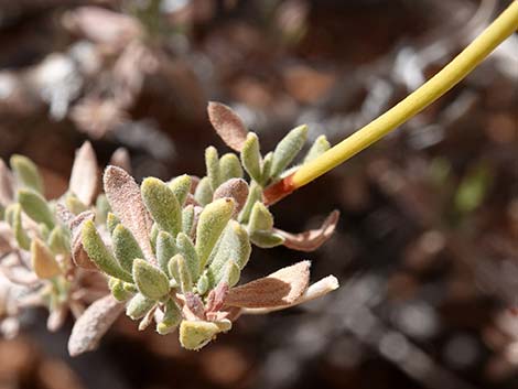 Eastern Mojave Buckwheat (Eriogonum fasciculatum var polifolium)