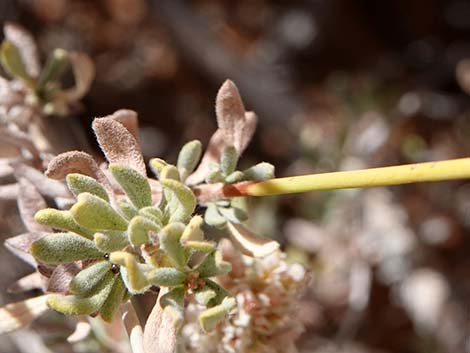 Eastern Mojave Buckwheat (Eriogonum fasciculatum var polifolium)