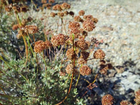 Eastern Mojave Buckwheat (Eriogonum fasciculatum var polifolium)