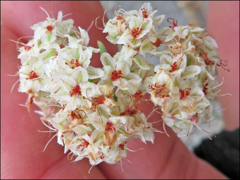 Eastern Mojave Buckwheat (Eriogonum fasciculatum var polifolium)