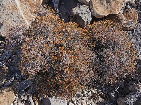 Smooth Heermann's Buckwheat (Eriogonum heermannii var. argense)