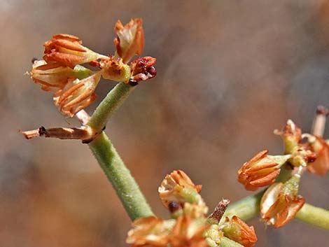 Smooth Heermann's Buckwheat (Eriogonum heermannii var. argense)