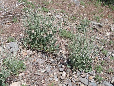 Panamint Mountains Buckwheat (Eriogonum panamintense)