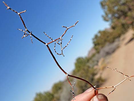 Yucca Buckwheat (Eriogonum plumatella)