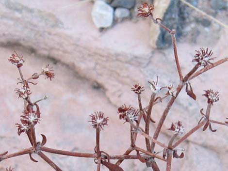 Shrub Buckwheats (Eriogonum spp.)