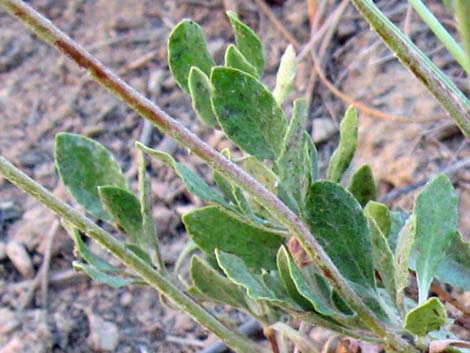 Sulphur-flower Buckwheat (Eriogonum umbellatum)