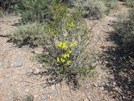 Sulphur-flower Buckwheat (Eriogonum umbellatum)