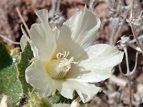 Desert Stingbush (Eucnide urens)