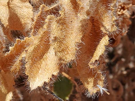 Desert Stingbush (Eucnide urens)