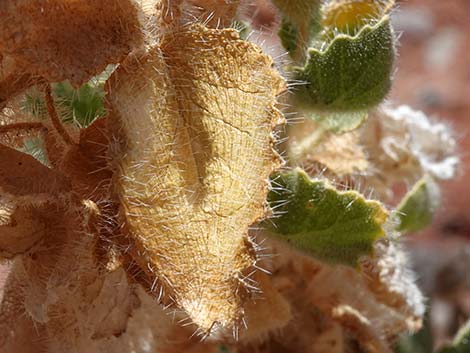 Desert Stingbush (Eucnide urens)