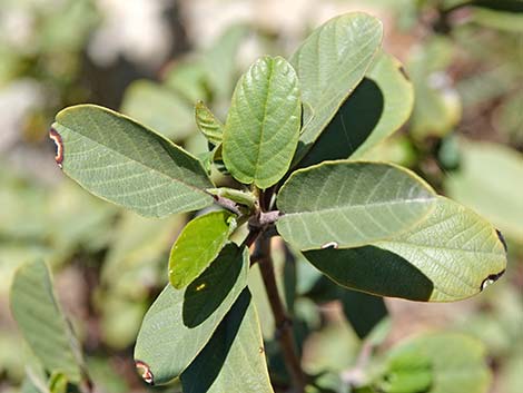 California Coffeeberry (Frangula californica)