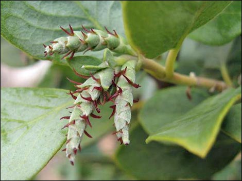 Ashy Silktassel (Garrya flavescens)