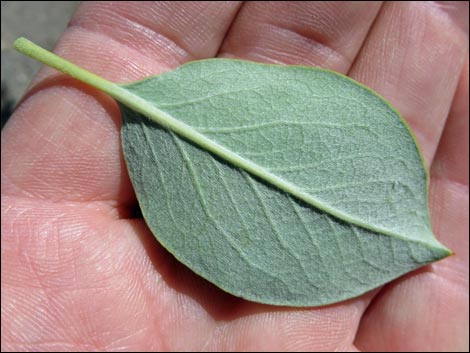 Ashy Silktassel (Garrya flavescens)