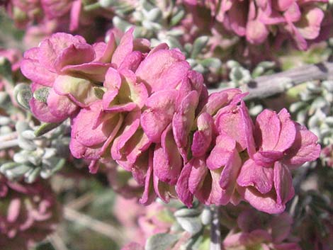 Spiny Hopsage (Grayia spinosa)