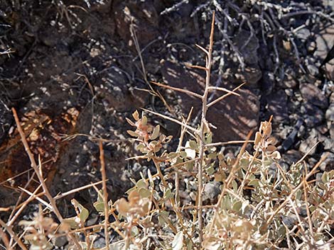 Spiny Hopsage (Grayia spinosa)