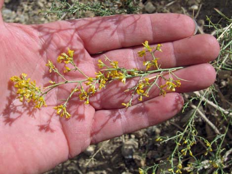 Threadleaf Snakeweed (Gutierrezia microcephala)