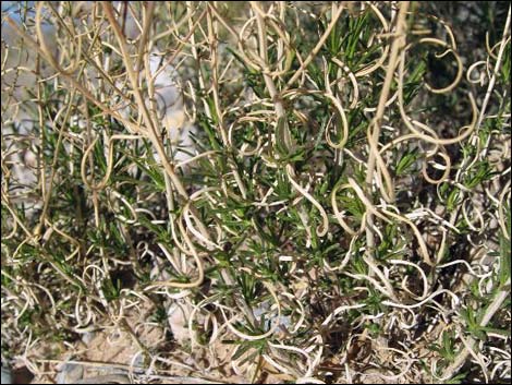 Broom Snakeweed (Gutierrezia sarothrae)