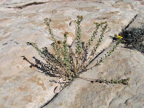 Hairy False Goldenaster (Heterotheca cinerascens)