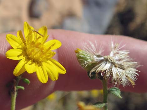 Hairy False Goldenaster (Heterotheca cinerascens)