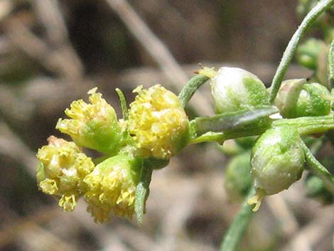 Burrobrush (Cheeseweed) (Hymenoclea salsola)