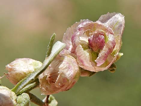 Burrobrush (Cheeseweed) (Hymenoclea salsola)